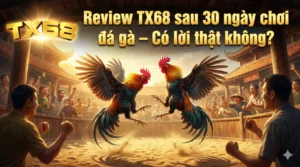 Review TX68 sau 30 ngày chơi đá gà – Có lời thật không?