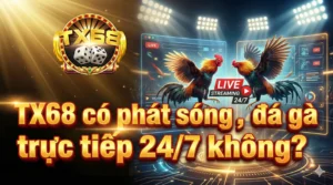 TX68 có phát sóng đá gà trực tiếp 24/7 không?
