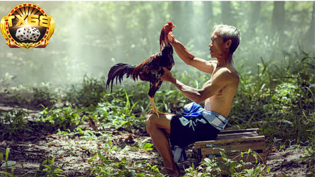 TX68 là gì? Review trang đá gà đổi thưởng hoàn trả cao từ A–Z