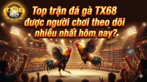 Top trận đá gà TX68 được người chơi theo dõi nhiều nhất hôm nay