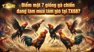 Điểm mặt 7 giống gà chiến đang làm mưa làm gió tại TX68