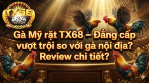 Gà Mỹ rặt TX68 – Đẳng cấp vượt trội so với gà nội địa
