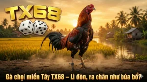 Gà chọi miền Tây TX68 – Lì đòn, ra chân như búa bổ