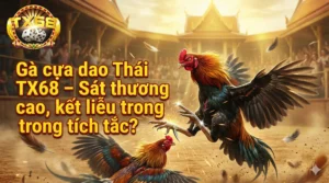 Gà cựa dao Thái TX68 – Sát thương cao, kết liễu trong tích tắc
