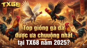 Top giống gà đá được ưa chuộng nhất tại TX68 năm 2025