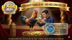 Bệnh huyết trùng gà đá – Dấu hiệu cảnh báo sớm tại TX68