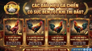 Các dấu hiệu cho thấy gà chiến có sức bền tốt khi thi đấu