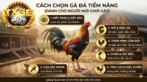 Cách chọn gà đá tiềm năng dành cho người mới chơi gà