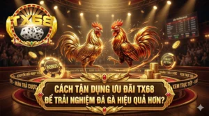 Những đặc điểm nhận biết một chiến kê đá hay ngay từ ngoại hình