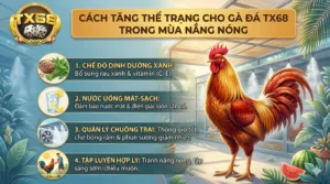 Cách tăng thể trạng cho gà đá TX68 trong mùa nắng nóng