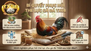 Kinh nghiệm phục hồi thể lực cho gà đá TX68 sau trận đấu